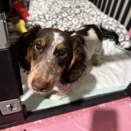 Dachshund puppies from Furry Friends Kennel