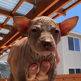 Mocha - Chocolate male American Hairless Terrier puppy in Sacramento, California from Gold Rush Kennels