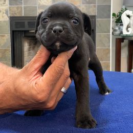 Staffordshire Bull Terrier Puppies from Miguel's Staffordshire Bull Terriers