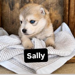 Sally - Wolf sable female Pomsky puppy in Grass Valley, California from Karalot Pomskies