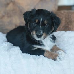 Pink - Black tri-color female Australian Shepherd puppy in Yakima, Washington from Naches Heights Ranch