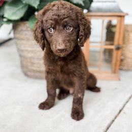 Labradoodle Puppies from M4 Doodles
