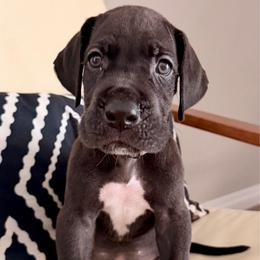 Scooby - Black male Great Dane puppy in Plano, South Dakota from Blue Thunder Danes