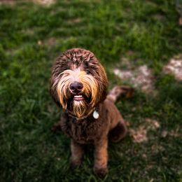 Frankie - Goldendoodle
