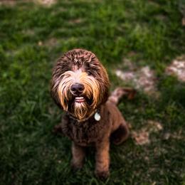 Frankie - Goldendoodle