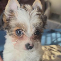 Sable Parti Yorkie - Tan and white female Yorkshire Terrier puppy in Des Moines, Iowa from Diamond Yorkshire Terriers