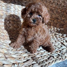 Woody - Red  male Poodle puppy in Reedley, California from Diamond Poodles