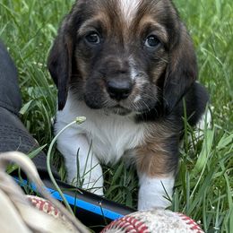 Baby pink - Black brown and white female Basset Hound puppy in Meyersdale, Pennsylvania from Susan's Basset Hounds