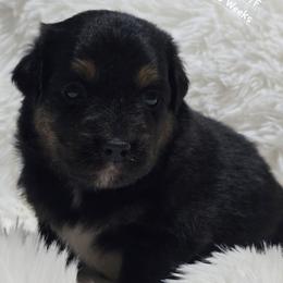 KB.BTF - Black tri-color female Australian Shepherd puppy in Deer Lodge, Tennessee from KSH Aussie Haven