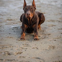 Doberman Pinscher All Grown Up from T.W. Dobermans of New Jersey