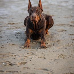 Doberman Pinscher All Grown Up from T.W. Dobermans of New Jersey