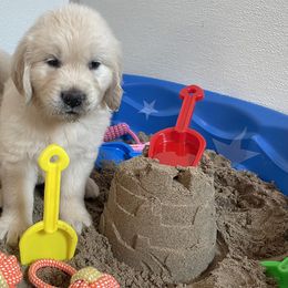 Puppy - Golden Retriever puppy in Linden, Michigan from High Society Farm
