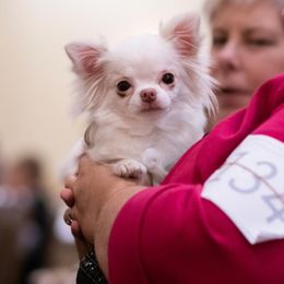 Guppie - Chihuahua