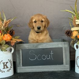 Golden Retriever Puppies from KP Golden Retrievers