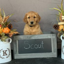 Golden Retriever Puppies from KP Golden Retrievers