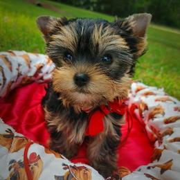 Yorkshire Terriers from Regalia Yorkies