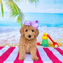Peaches Lilac Girl - Apricot female Goldendoodle puppy in Kountze, Texas from Texas Doodles LLC