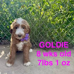 Cockapoo and Goldendoodle Puppies from Diva’s Darling Doodles