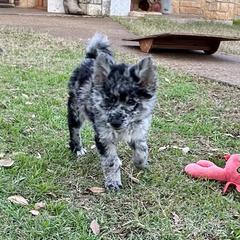 June - Mudi puppy from Graves Farm Mudi