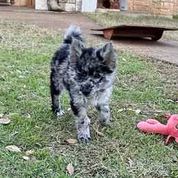 June - Mudi puppy from Graves Farm Mudi