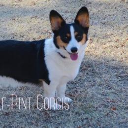 Trixie - Pembroke Welsh Corgi