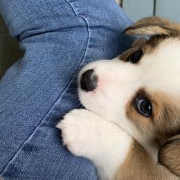 Cardigan Welsh Corgi Puppies from Penfro Corgis