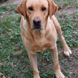 Rennie - Labrador Retriever