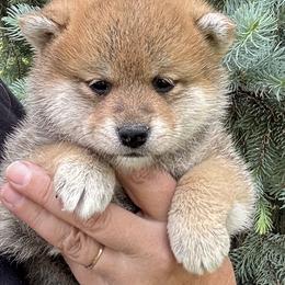 Budo - Red male Shiba Inu puppy in Winthrop, Minnesota from Kayobi Shibas