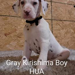 Dalmatian Puppies from Spotty Bottom Dalmatians