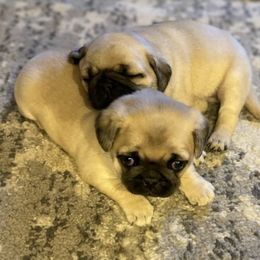 Pug Puppies from Hugs Pugs