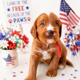 Breezy - Red  female Goldendoodle puppy in Apopka, Florida from The Classic Doodle