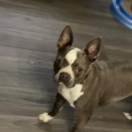 Sapphire - Boston Terrier