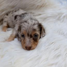 Dachshund Puppies from EntityDachs