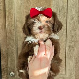 Girl 1 - Liver and white female Shih Tzu puppy in Seguin, Texas from Dolled Up Shih Tzus