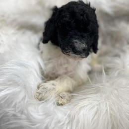 Goldendoodle and Poodle Puppies from Elizabeth Rocha's Doodles