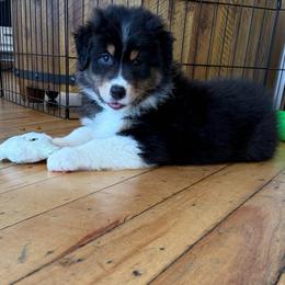 Lucy - Black tri-color female Australian Shepherd puppy in Terryville, Connecticut from Spirited Aussies