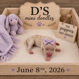Girl 2 - Parti female Goldendoodle puppy in Pawtucket, Rhode Island from Ds_minidoodles