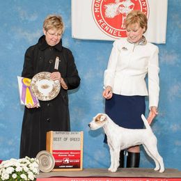Parson Russell Terriers from Ardsley Run Terriers