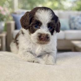 Casey - Chocolate male Australian Labradoodle puppy in Anderson, California from Shaggy Doodles