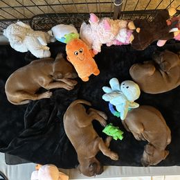 Irish Terrier Puppies from Bua Hills Irish Terriers