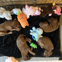 Irish Terrier Puppies from Bua Hills Irish Terriers