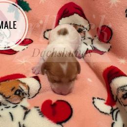 Amor - Piebald female Dachshund puppy in Spearman, Texas from Irlbeck Farm