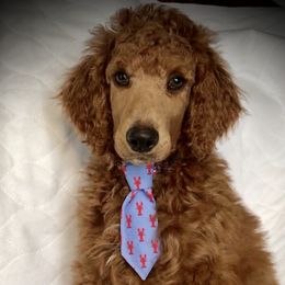 Poodle Puppies from Prissy Pants Poodles LLC