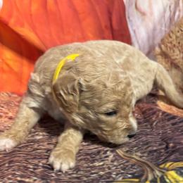 Yellow girl - Apricot female Goldendoodle puppy in Colorado Springs, Colorado from Pikes Peak Doodles