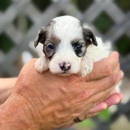 Macaron - Blue merle female Bernedoodle puppy in Youngstown, Florida from Wonderland’s Boujie Kennels