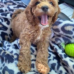 Cockapoo Puppies from Ouachita River Cockapoos