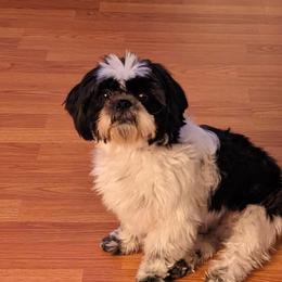 Ricky - Shih Tzu