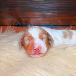 Faye - Dapple female Dachshund puppy in Washburn, Tennessee from Clinch Mountain Dachshunds