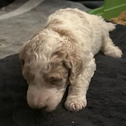 Cream parti - Parti female Poodle puppy in Groveland, Florida from Feathers and Hooves Buckley Farms