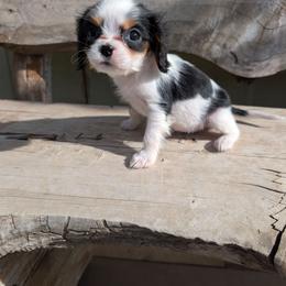 Pancake aka Dinky Dog - Tri-color female Cavalier King Charles Spaniel puppy in Ashwood, Oregon from Kelly Hendrix's Cavalier King Charles Spaniels & Toy Australian Shepherds